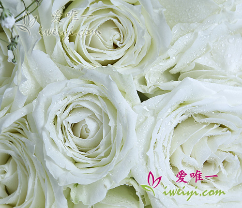 roses blanches