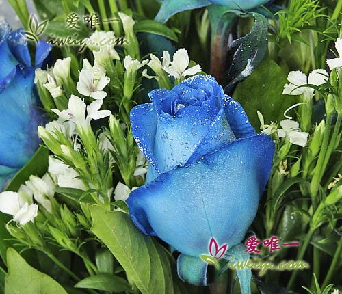 send a bouquet of blue roses to China