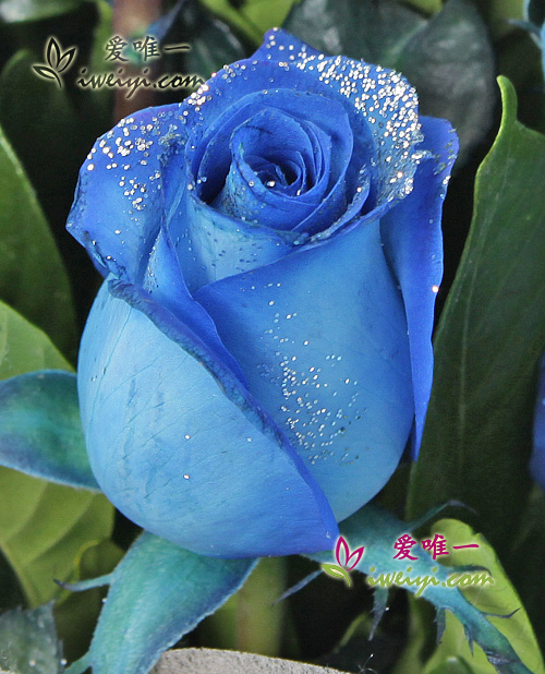 send a bouquet of 11 blue roses to China