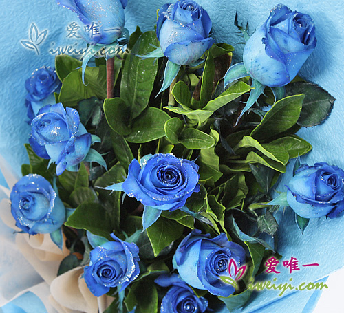 des roses de couleur bleu