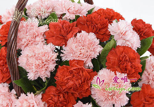 basket of red carnations and pink carnations