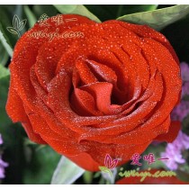 सुगंध गुलदस्ता