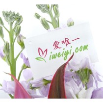花瓶裡的花“埃斯梅拉達”