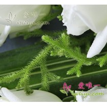 प्रेम क्रॉनिकल