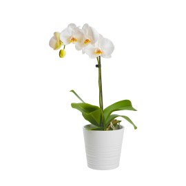 Single White Phalaenopsis...
