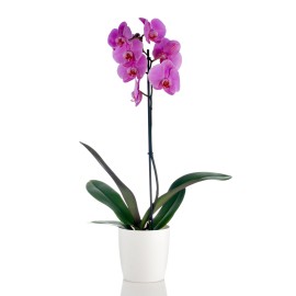 Single Purple Phalaenopsis...