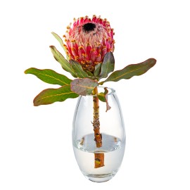 King Protea Flower in a Vase