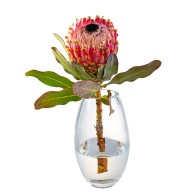 Flor de Protea Rei em um Vaso