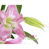 花瓶裡的花 « 花香和諧 »