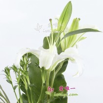 The Vase of Flowers « Distinguished Love »