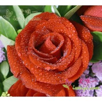 一束鲜花 « 情人节快乐！ »