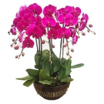 Purple 8 Stem Phalaenopsis Orchid Plant