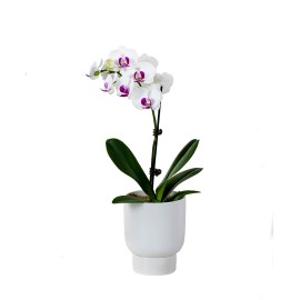 单一的白色紫色蝴蝶兰兰花植物