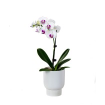 Single White Purple Phalaenopsis Orchid Plant