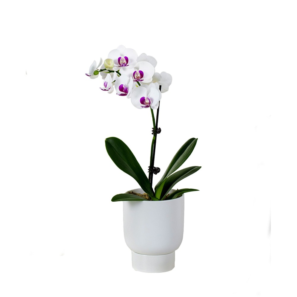 Single White Purple Phalaenopsis Orchid Plant