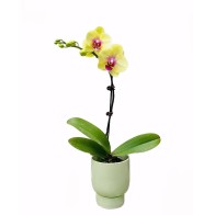 Single Yellow Purple...