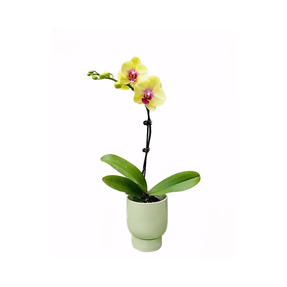 Orquídea Phalaenopsis amarela e roxa.