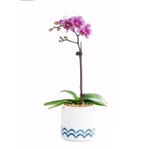 단일 보라 핑크 공작란 Phalaenopsis 오르키드