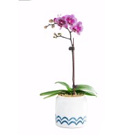 Orchidea Phalaenopsis con...