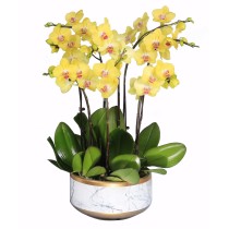 Yellow 8 Stem Phalaenopsis...