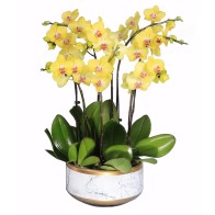 Orquídea Phalaenopsis...