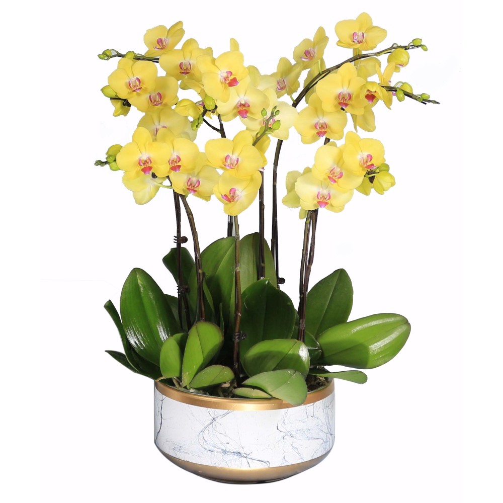Orquídea Phalaenopsis amarela de 8 hastes