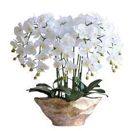 白色 8 茎蝴蝶兰兰花植物