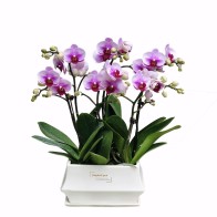 Orquídea Phalaenopsis roxa clara com 6 hastes