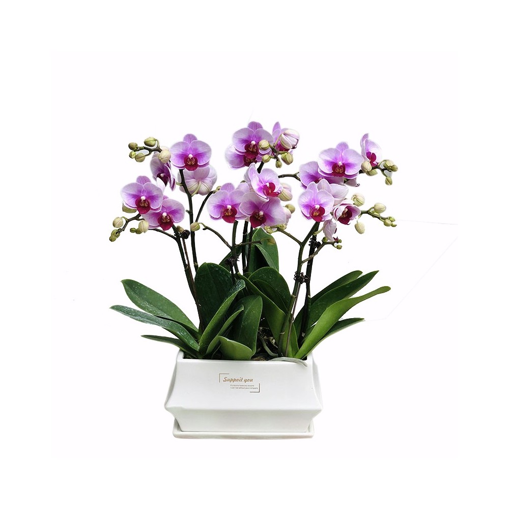 Orchidée Phalaenopsis violet clair à 6 tiges