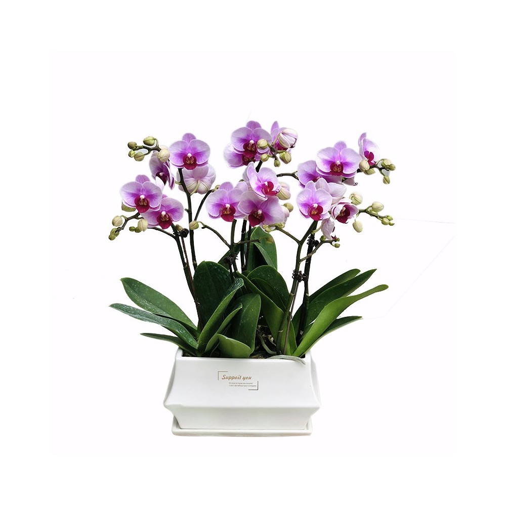 Orquídea Phalaenopsis roxa clara com 6 hastes
