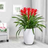 Planta Guzmania com cinco hastes e vaso de cerâmica.