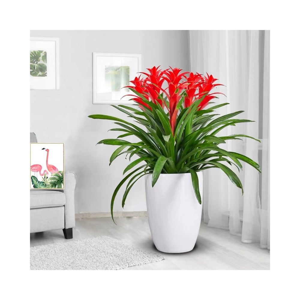 Planta Guzmania com cinco hastes e vaso de cerâmica.