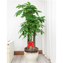 三根桿金錢樹綠植配陶瓷花瓶