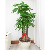 三根杆的钱树绿色植物,带陶瓷花瓶