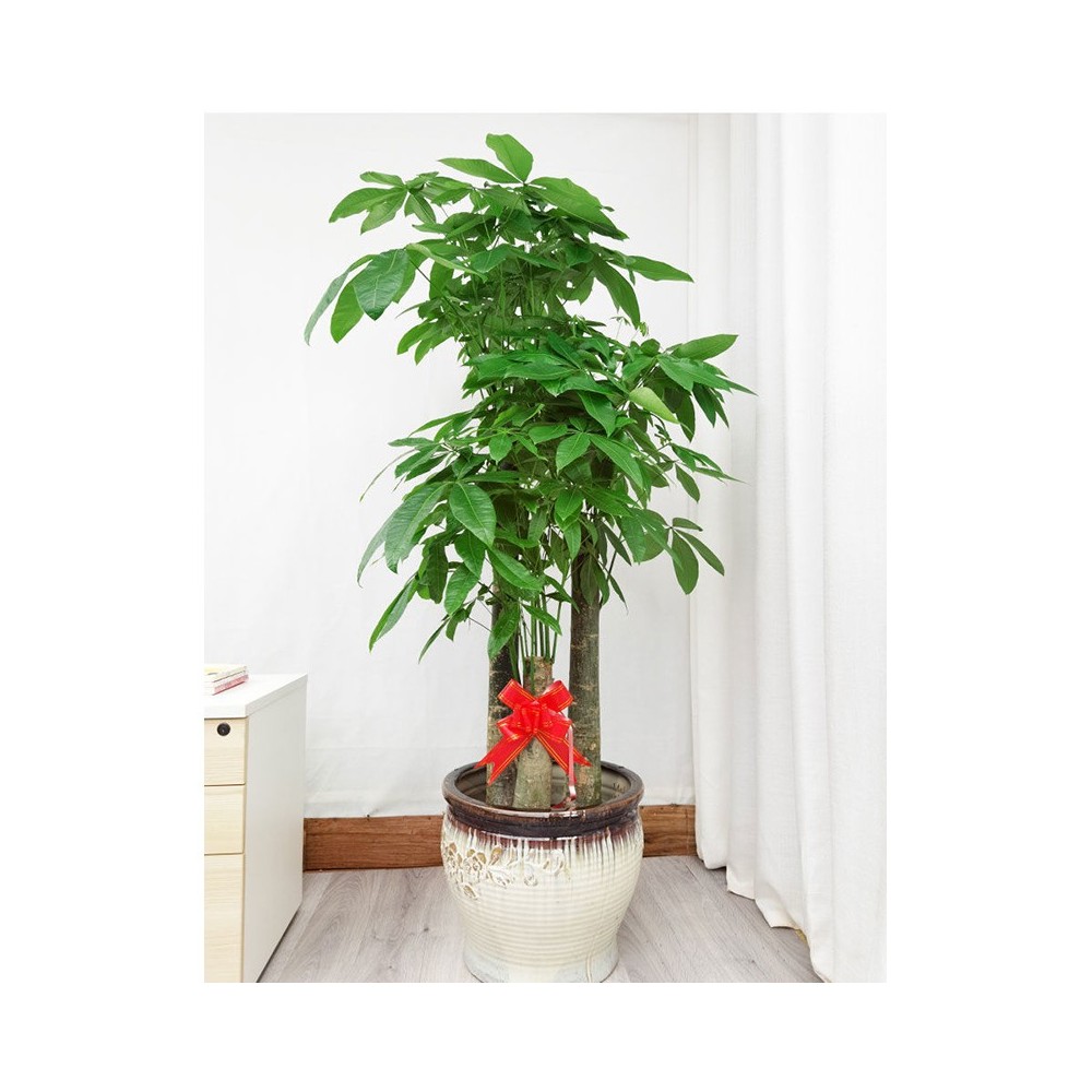 Three Rods Money Tree Green Plant with ceramic vase Three Rods Money Tree Green Plant with ceramic vase