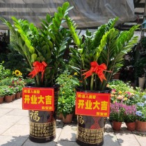 桑给巴尔宝石绿植物瓷罐，带有“福”字