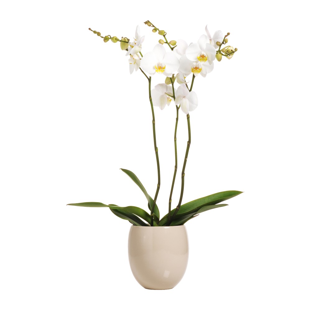 3 Stems White Gold Color Phalaenopsis Orchid