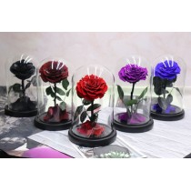 कांच के गुंबदनुमा बॉक्स में संरक्षित एकल लाल गुलाब