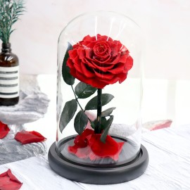 Konservierte einzelne rote Rose in einer Glaskuppelbox