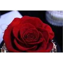 Preserved Red Rose and Hydrangea in a Glass Dome Box with LED Light