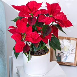 Weihnachtsstern-Pflanze, Weihnachtsblume in Keramikvase