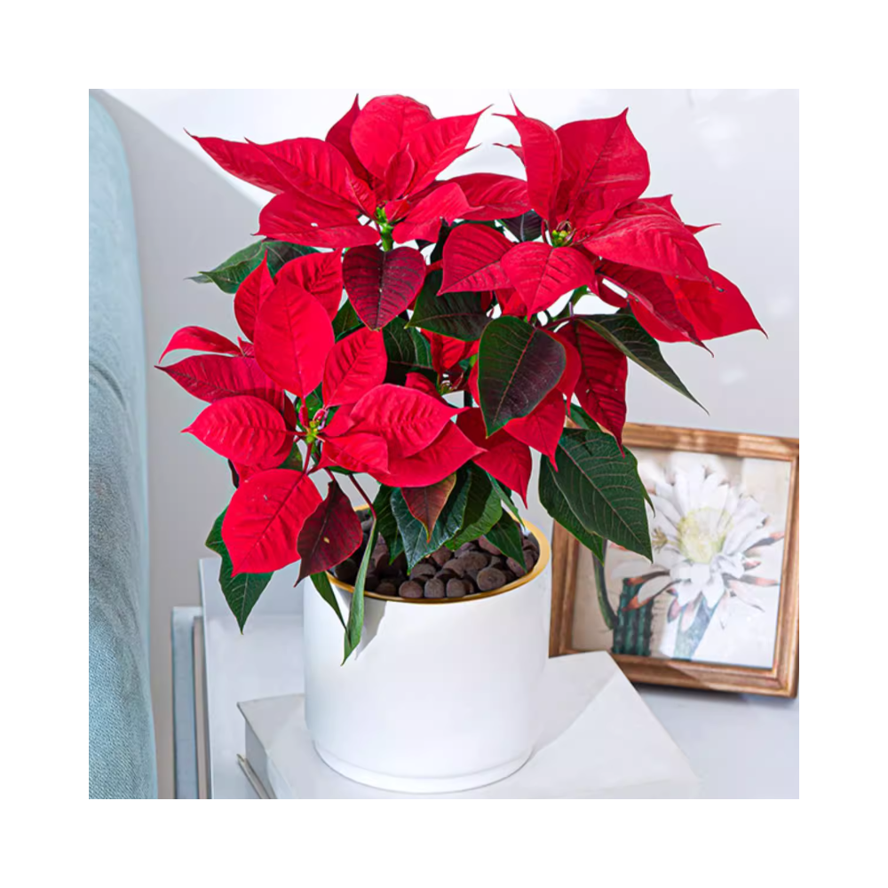 Fleur de Noël de plante de poinsettia dans un vase en céramique