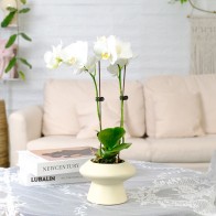 2 стебля орхидеи фаленопсис белого золотого цвета