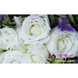 11 blühende weiße Rosen