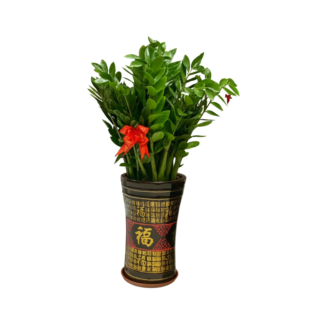 Vaso in porcellana con pianta verde Zanzibar Gem con "福" (buona fortuna)