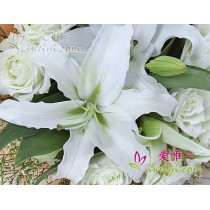 सफेद चांदनी