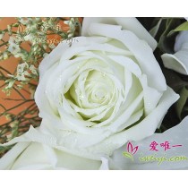 सफेद चांदनी