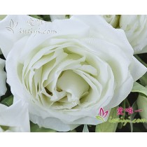 लगातार गायब