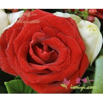 Amor num instante, eterno