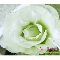 कोमल और गर्म